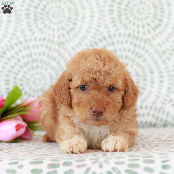 Ruth, Miniature Poodle Puppy